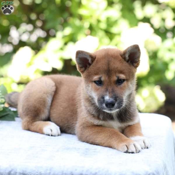 Boone, Shiba Inu Puppy